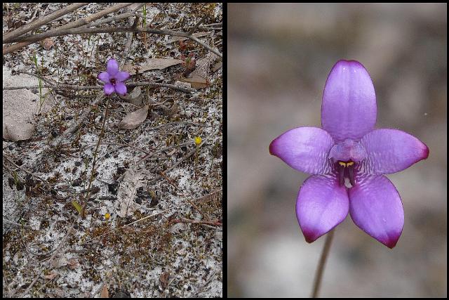 (17) Blue Enamel Orchid.jpg